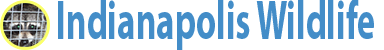 Indianapolis Wildlife
